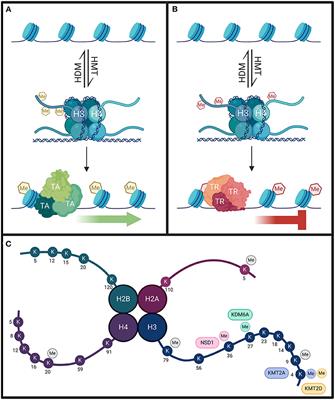 Impaired Regulation of Histone Methylation and Acetylation Underlies Specific Neurodevelopmental Disorders